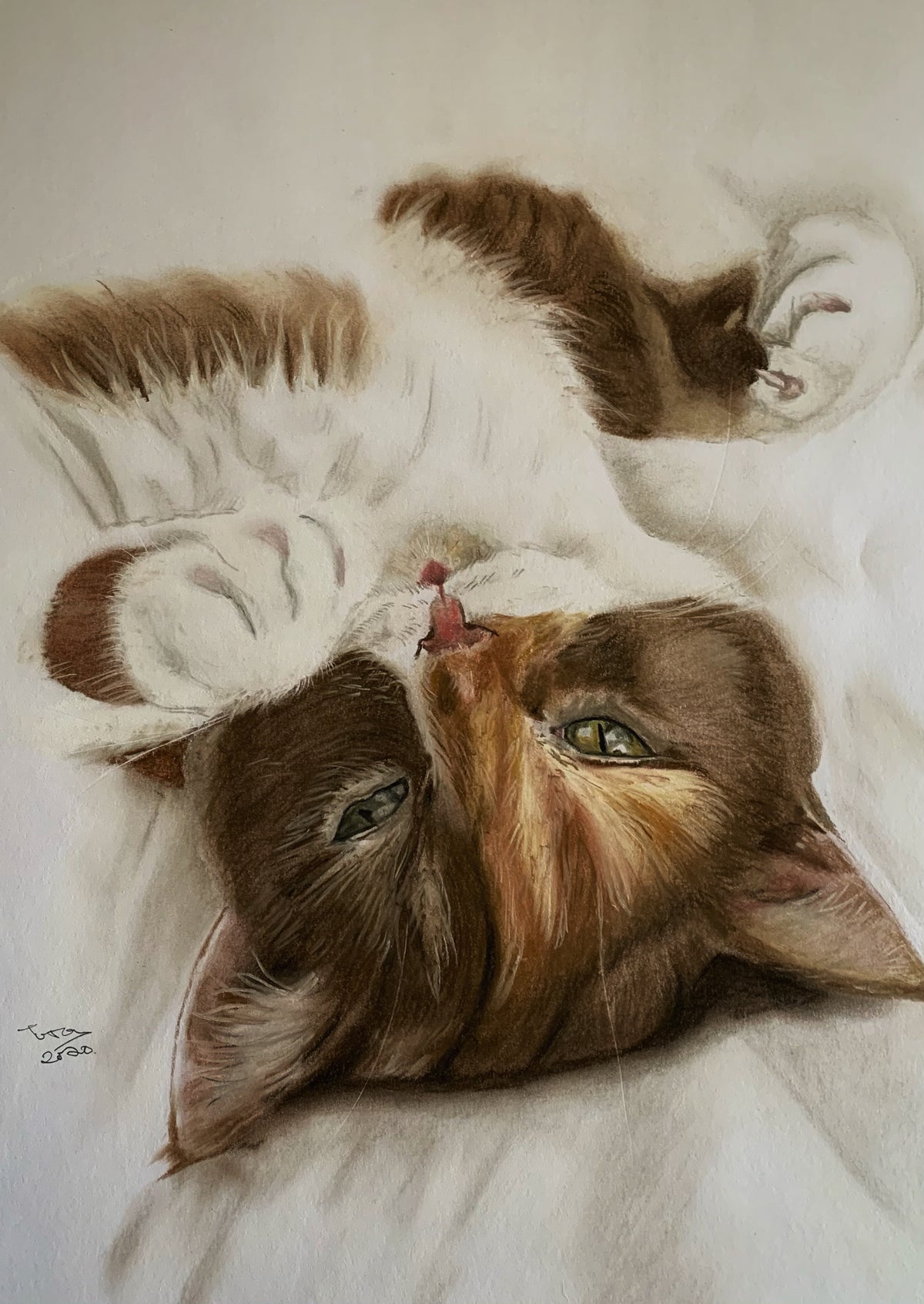 Portrait of a reclining brown-and-white cat.