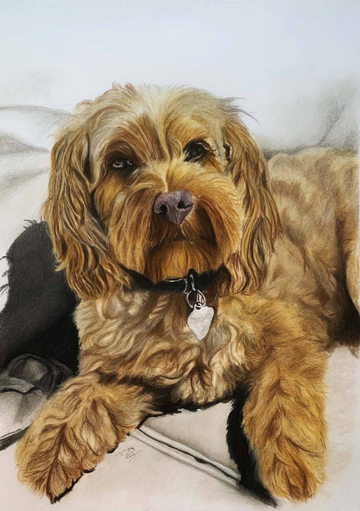 Portrait of a shaggy golden dog wearing a collar with a heart-shaped tag.
